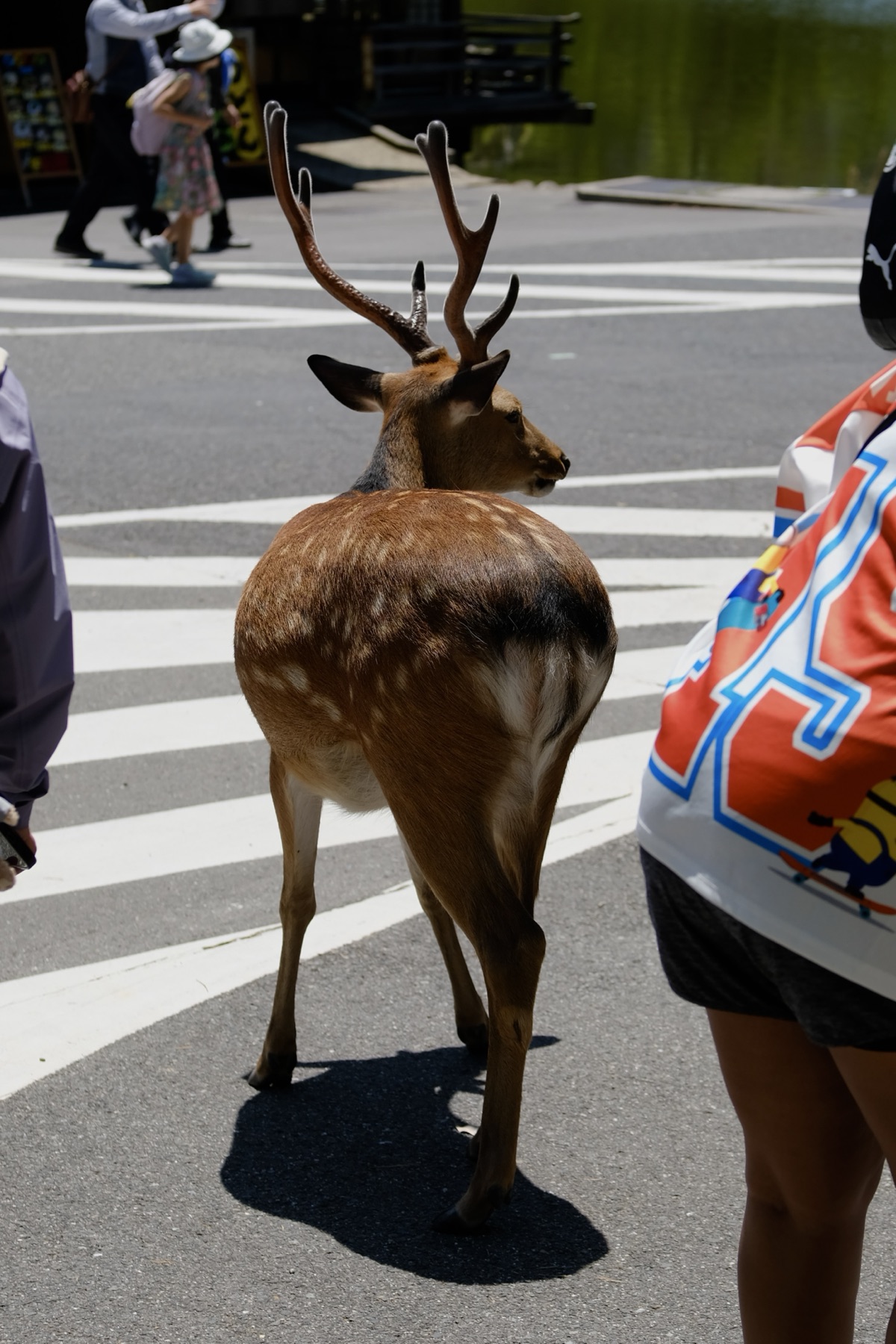 Nara photograph 1